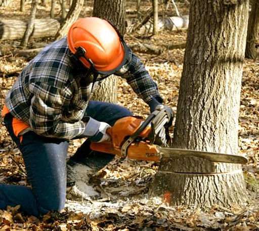 Tree Removal in Baldwin, MI